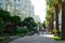 Alley of palm trees in the city of Sochi