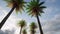 Alley of palm trees Nature landscape forest