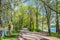 Alley in the park on Elagin island in spring, Saint-Petersburg, Russia