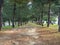 Alley in the park. Path between trees. Evenly planted trees in the park