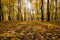 Alley in the park on a sunny autumn day. A carpet of colorful leaves and trees in the backlight of the sun