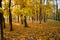 Alley in the park on a sunny autumn day. A carpet of colorful leaves and trees in the backlight of the sun