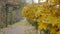 Alley in the park with yellow maples and fallen leaves on the asphalt.