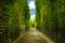 Alley with path line of trees at Versailles garden