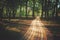 Alley, pathway in the city park in sunlight. Cobbled alley in the public  park. Green tree foliage. Nature outdoor landscape with