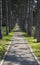 Alley among the pines. Sevastopol, Crimea