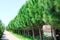 Alley of pines, trees stand exactly beautifully in a row along the road