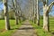 The alley of plane trees Platanus hispanica