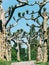 Alley platanus trees on flower island Mainau.