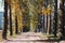 Alley of poplars with yellowing leaves in late summer