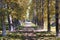 Alley of poplars with yellowing leaves in late summer