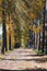 Alley of poplars with yellowing leaves in late summer