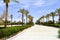 alley road with green tall palms and lanterns on the sides on a sunny day in a tropical warm country. Landscape.