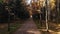 Alley between rows of trees near meadow in autumn park