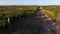 Alley among rows of vineyard view from drone