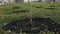 Alley of small trees planted in the field. Seedlings of deciduous trees along the road