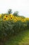 Alley of sunflowers in the city