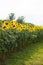 Alley of sunflowers in the city