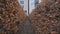 Alley surrounded by natural fences in the Rothschildpark park in Frankfurt, Germany