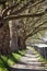 Alley of sycamore tree and railing, footpath scene, vertical com