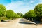 Alley of topiary green trees in Rundale royal ornamental garden.