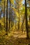 An alley of trees with beautiful trees and a yellow carpet of yellow leaves against a blue sky on a clear sunny day. Nature landsc