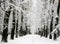 Alley of trees with branches covered with snow