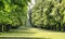 Alley of trees in an English garden