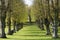 Alley of trees in Frederiksberg Park, Copenhagen