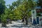 Alley with trees on the street near the road