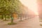 Alley trimmed green trees and Park in the sun. Warm tone