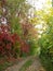 The alley was covered with autumn leaves