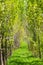 Alley of young poplars among the green grass in the park of Almaty