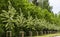 Alley of young trees neatly planted and tied to pegs in a city park. Young linden trees planted in a row in the park. Young trees