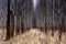 The alleys of birches in the deciduous forest in the middle is a strip of withered, yellow, mature grass