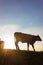 allgau cows at sunset with beams