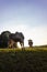 allgau cows at sunset with beams