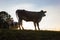 allgau cows at sunset with beams