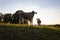 allgau cows at sunset with beams