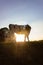 allgau cows at sunset with beams