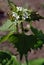 Alliaria petiolata Garlic Mustard white blossom and green leaves close up on brown