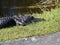 Alligator along Tram Road Trail to Shark Valley Observation Tower in Everglades National Park in Florida