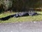 Alligator along Tram Road Trail to Shark Valley Observation Tower in Everglades National Park in Florida