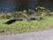 Alligator along Tram Road Trail to Shark Valley Observation Tower in Everglades National Park in Florida