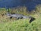 Alligator along Tram Road Trail to Shark Valley Observation Tower in Everglades National Park in Florida