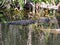 Alligator along Tram Road Trail to Shark Valley Observation Tower in Everglades National Park in Florida