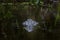 Alligator Approaching Stealthily Through the Dark Waters of Mangroves in Everglades National Park