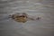 Alligator at Avery Island, South Louisiana