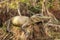 Alligator Basking on a Tree Stump