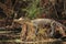 Alligator Basking on a Tree Stump